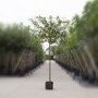 Lei laurierkers (Prunus)